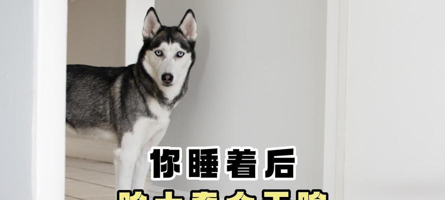 哈士奇睡眠时间的科学解析（探索哈士奇睡觉时间的因素和影响因素）