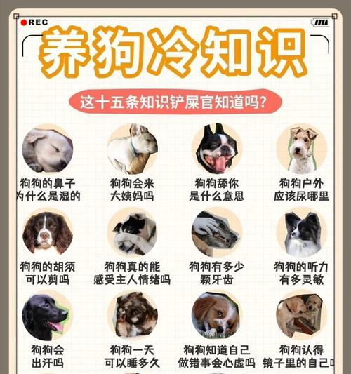便宜又好养的中型犬，新手铲屎官的福音（盘点6种性格温和、易养的中型犬，让你的生活充满爱和快乐）