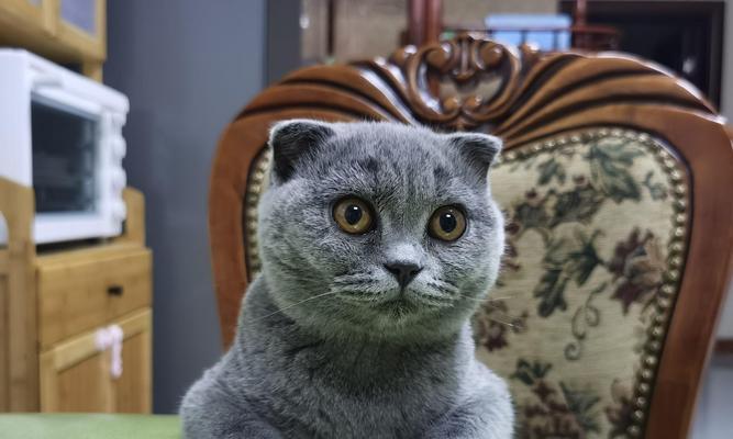 饲养蓝猫的香气之美（探秘蓝猫的优点与魅力，了解其独特的香气）