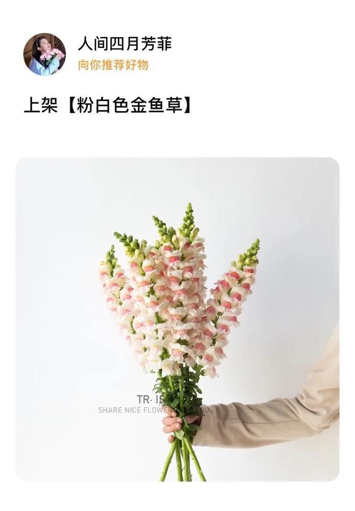 分享金鱼草的真正养殖方法（掌握关键步骤，轻松打造美丽水草缸）