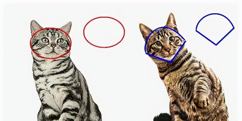 如何准确判断美短猫的年龄？（6大辨别方式帮你识别美短猫的年龄）