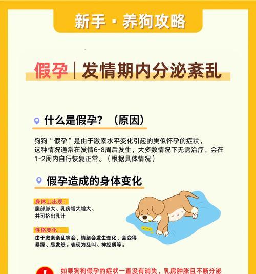 金毛犬怀孕后的注意事项（保护金毛健康宝宝的关键）