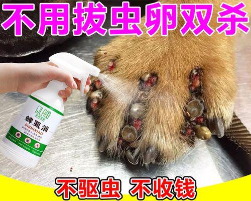 怀孕狗的驱虫药使用方法（关注母犬健康，保障胎儿安全）