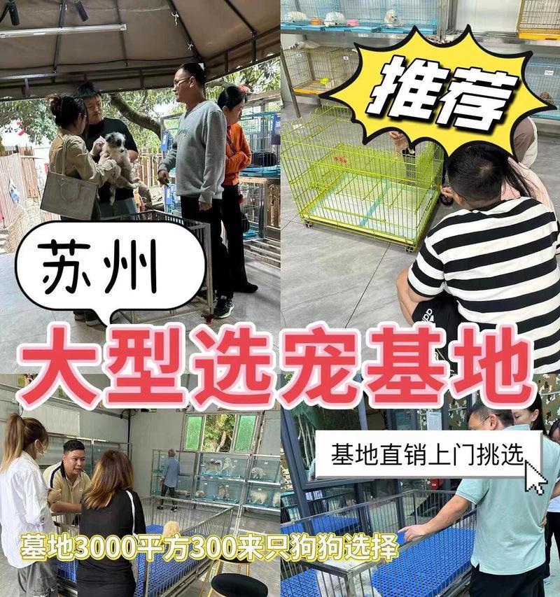 打造完美犬舍的五个必备条件（为你的宠物提供舒适安全的居住环境）