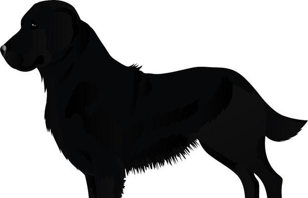 以黑色平毛猎犬的成长之旅（黑色平毛猎犬成长时间及关键因素探究）
