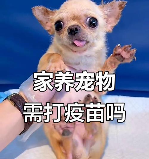 探索宠物狗疫苗的重要性及种类（保护你的爱犬免受疾病侵袭）