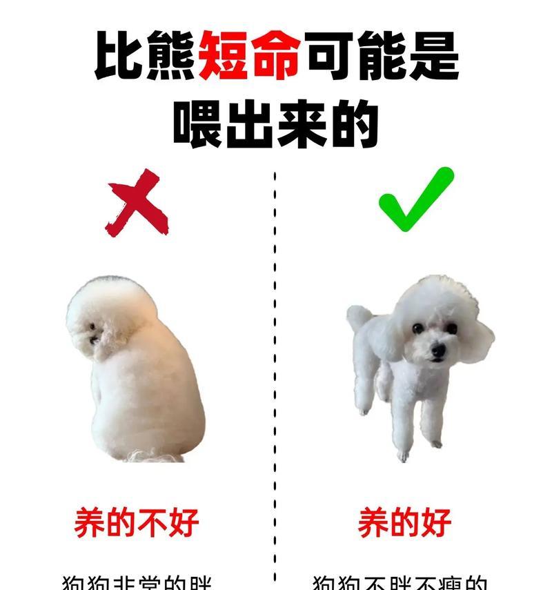 科学喂养新手家庭的比熊（以养比熊的三点关键）