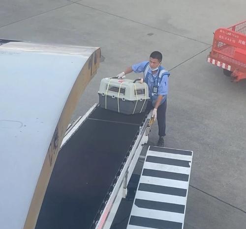 航空运狗出事的原因及防范措施（避免类似事件发生的关键要点）