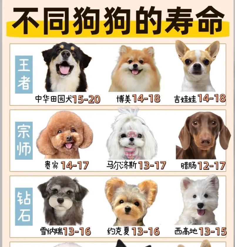 照顾不同时期狗狗的关键之道（了解狗狗成长的不同阶段，精心照料它们的需要）