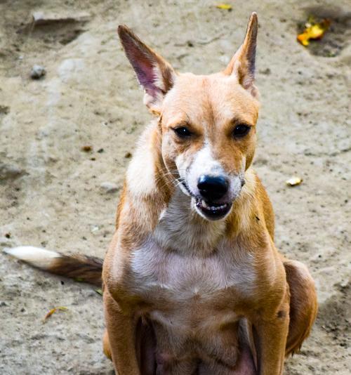 腊肠犬（为何腊肠犬养的人少？腊肠犬的优点揭秘）