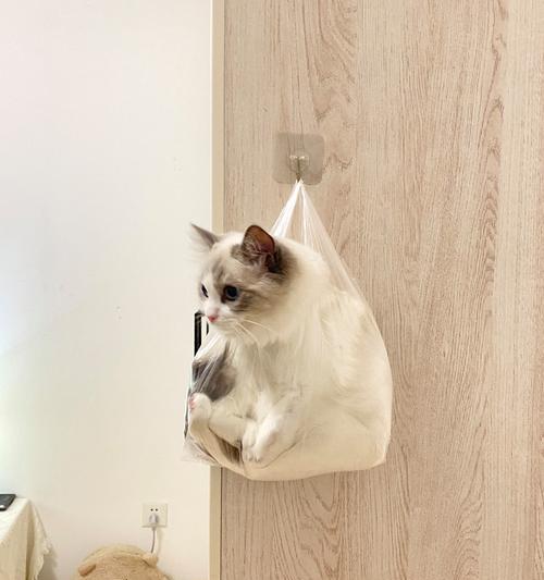 猫咪出门探险，何时回家？（了解猫咪的外出习惯与时长，确保其安全归来）