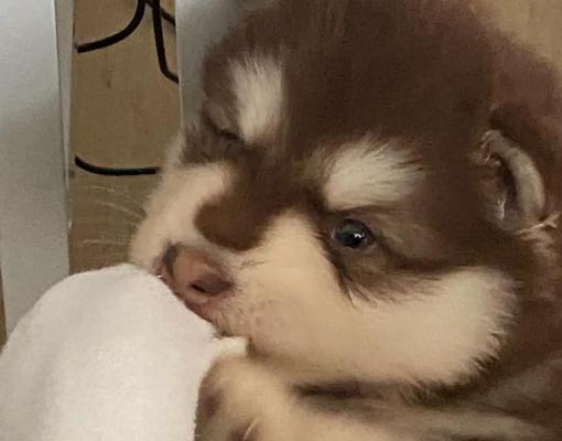 阿拉斯加犬（探秘阿拉斯加犬的年龄计算法）