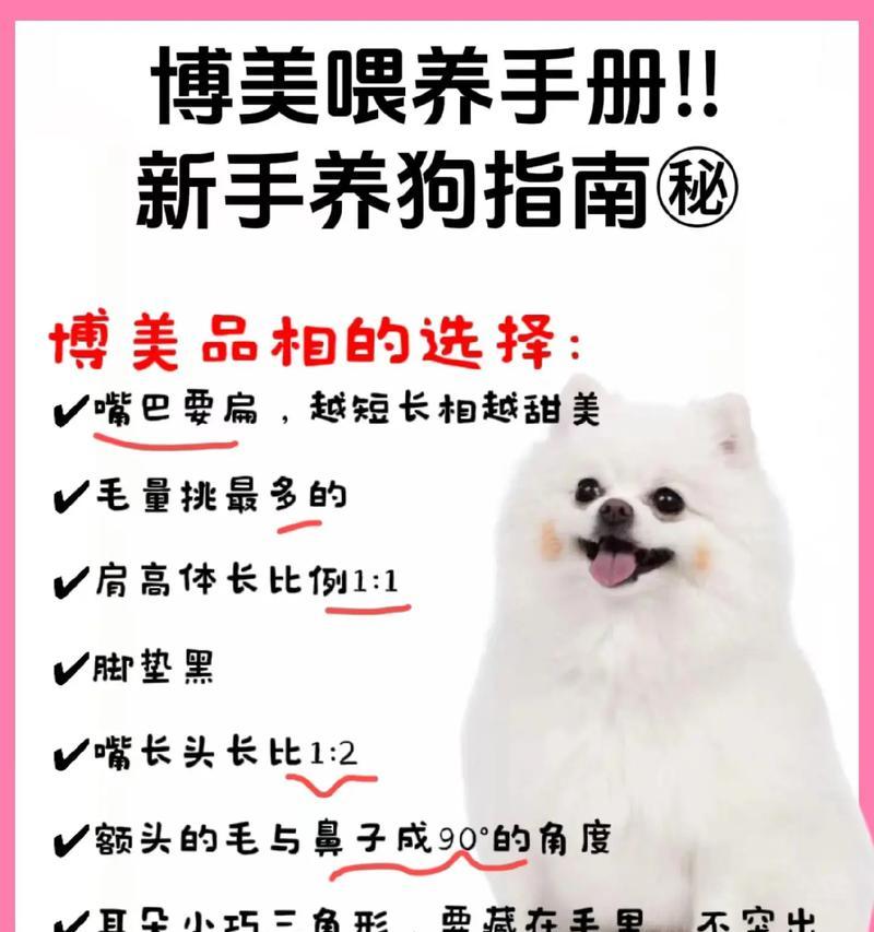 博美宠物犬五个月一天溜多久？（了解你的博美宠物犬日常运动需求）