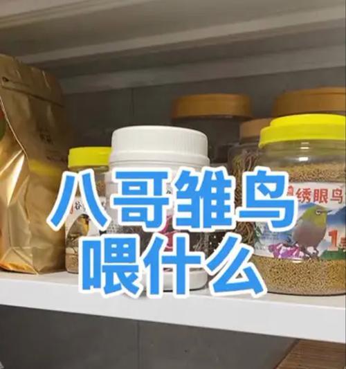 八哥的饮食频率与养护（科学喂养八哥，健康生活）