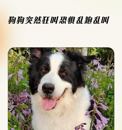 揭秘狗狗在家发疯乱跑的简单原因（为什么狗狗总是在家里四处奔跑？）