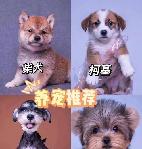 幼犬回家后的驱虫与疫苗接种时间表（科学养宠，守护犬崽健康）