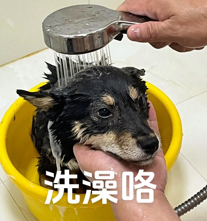 狗狗洗澡时间的合理安排（探究狗狗洗澡的最佳泡浴时间）