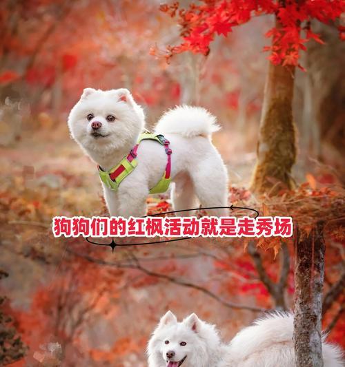 人们喜爱的带狗狗参与的场合（狗狗在特定场合中的社交和活动经历）