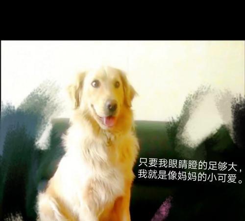 哈士奇弃养率高的原因及其缺点（探究哈士奇被弃养的原因，了解其特殊性格与需求）