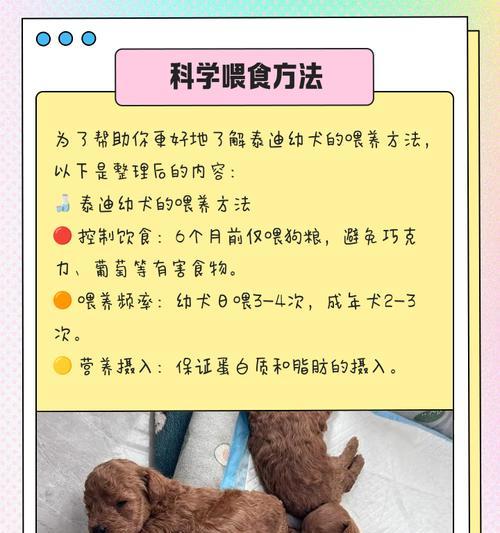 泰迪狗疫苗后合适洗澡时间（了解泰迪狗疫苗后适宜的洗澡时间和注意事项）