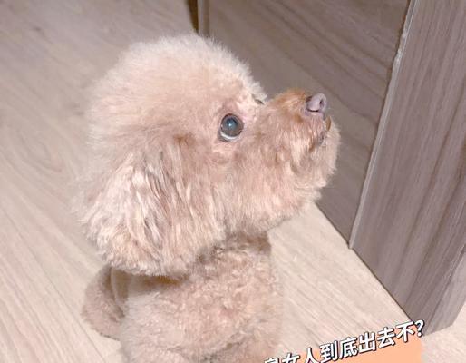 养泰迪，必须注意的8件事（为了狗子的健康与幸福，主人们需了解的重要事项）
