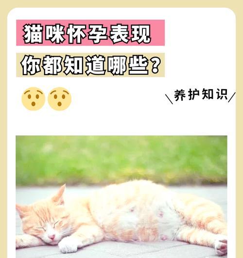 猫咪怀孕期间的食欲变化（探究猫咪怀孕期间食欲变化的原因和重要性）