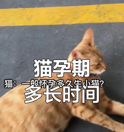 猫咪怀孕后的分娩期及注意事项（了解猫咪分娩周期及照顾需知，助您成为贴心猫妈妈）