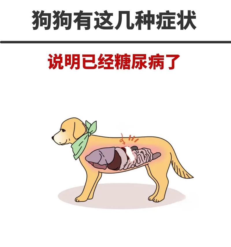 了解狗狗的常见病症（狗狗病症大揭秘，让你掌握医养两手）