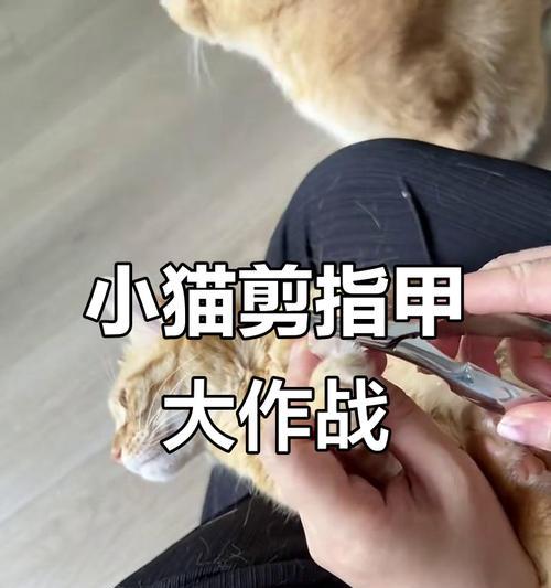 猫咪的指甲修剪（了解猫咪指甲修剪的时间表及技巧）