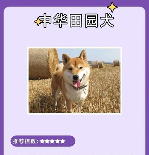适合新手养的犬种（给新手养狗的建议和推荐）