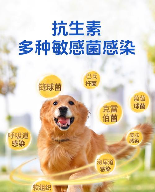 宠物消炎药，了解常用种类及使用方法（宠物健康护理必备，消炎药的作用与使用注意事项）