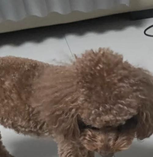 泰迪幼犬饮食规划（根据宠物个体需求，探讨泰迪幼犬每餐的合适食量）