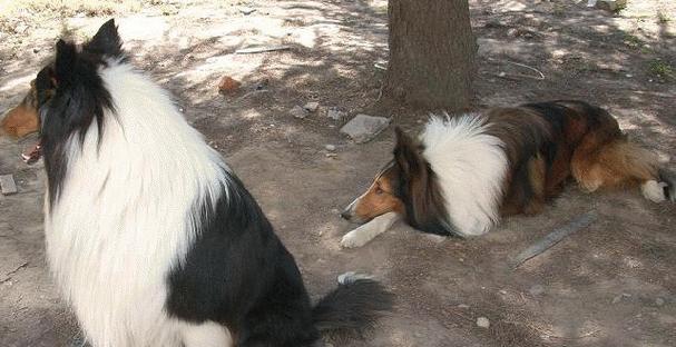 探秘柯利牧羊犬（了解柯利牧羊犬的各种品种及其独特功能与特点）