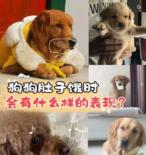 三个月的狗能饿多久？（探究幼犬食物需求与喂养频率）