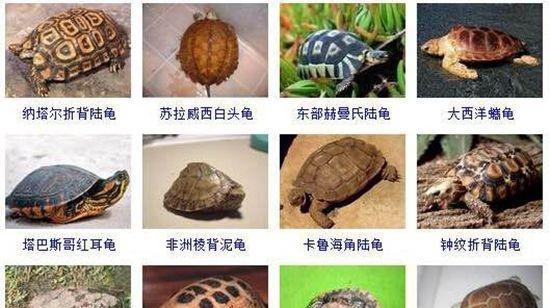 世界奇妙的龟类品种图赏（探索多样化的龟类世界，了解其美丽与奇特）