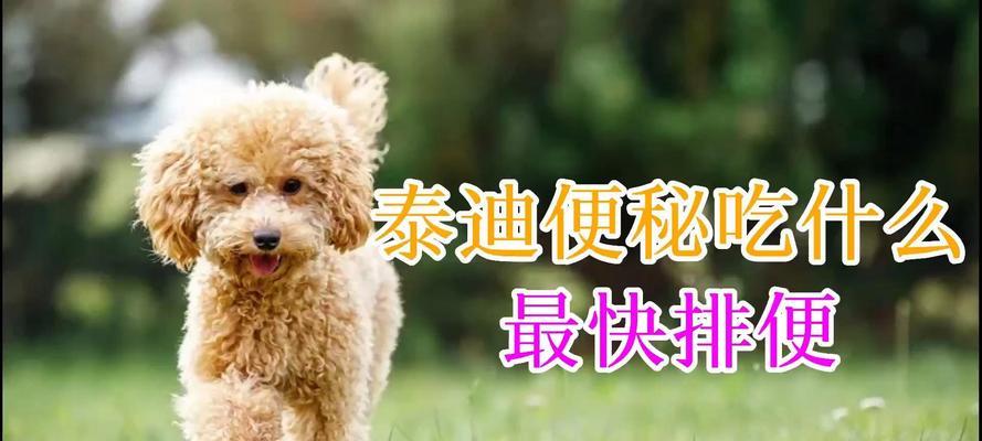 泰迪犬大便频率与健康（了解泰迪犬大便周期及注意事项）