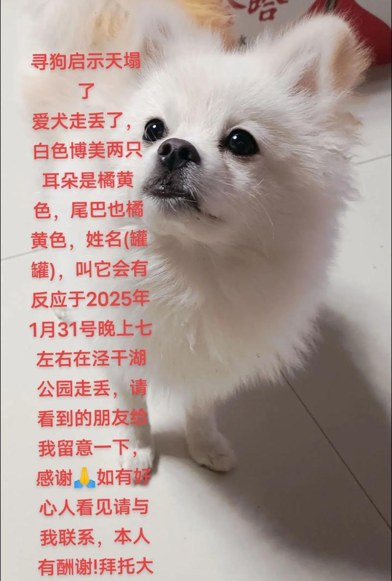 揭秘博美耳朵绑带的正确时间与方法（让宝贝博美耳朵高翘，耐人琢磨的美丽）