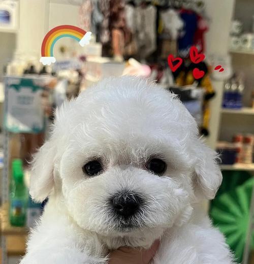 培养小狗成为专业警犬的秘诀（探索警犬嗅觉的神奇之处）