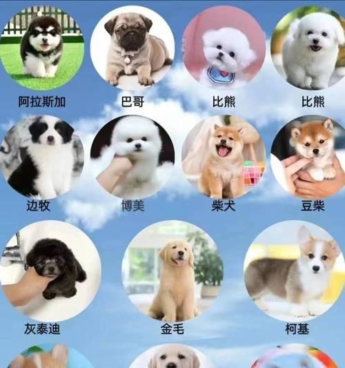 阿拉斯加犬的价格及影响因素（了解阿拉斯加犬的市场行情及购买要点）