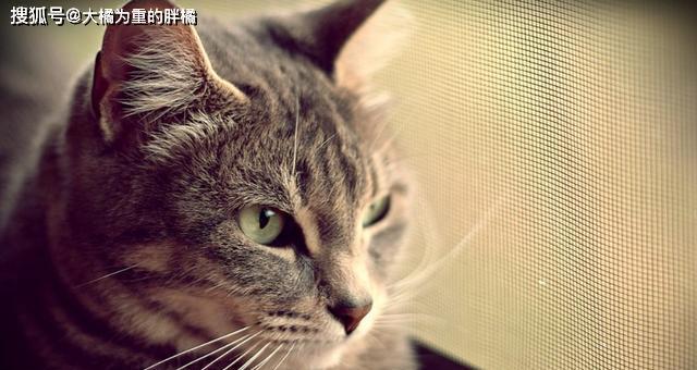 母猫分泌物持续多久才能生产？（探究母猫分泌物的持续时间及对生产的影响）