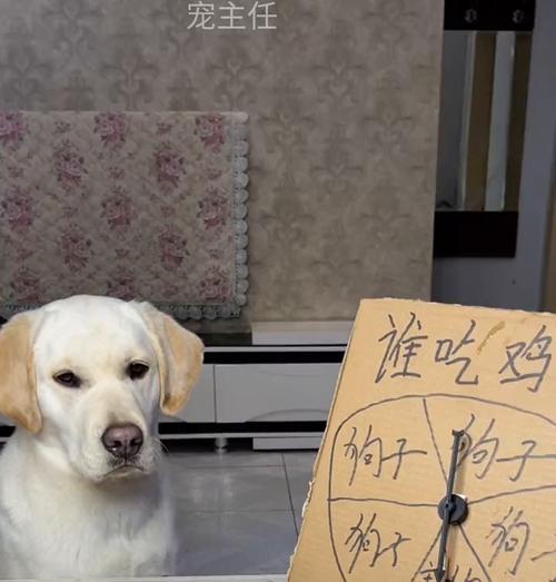 拉布拉多狗的饮食需求解析（了解拉布拉多狗的饮食喜好，健康养成关键）