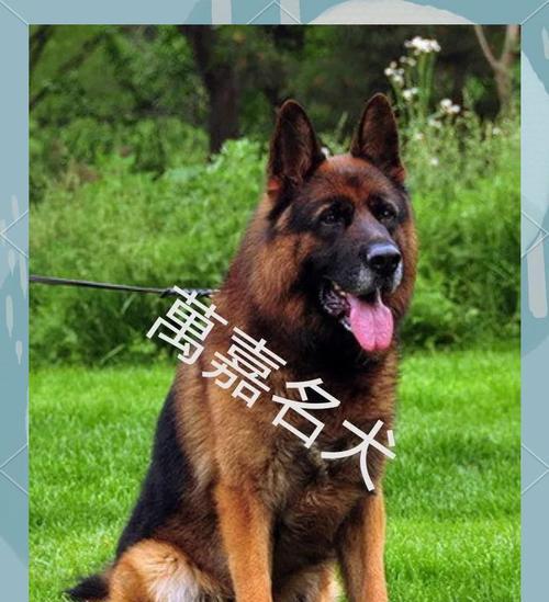 德国牧羊犬的价格及影响因素（了解德国牧羊犬市场价格的关键因素）