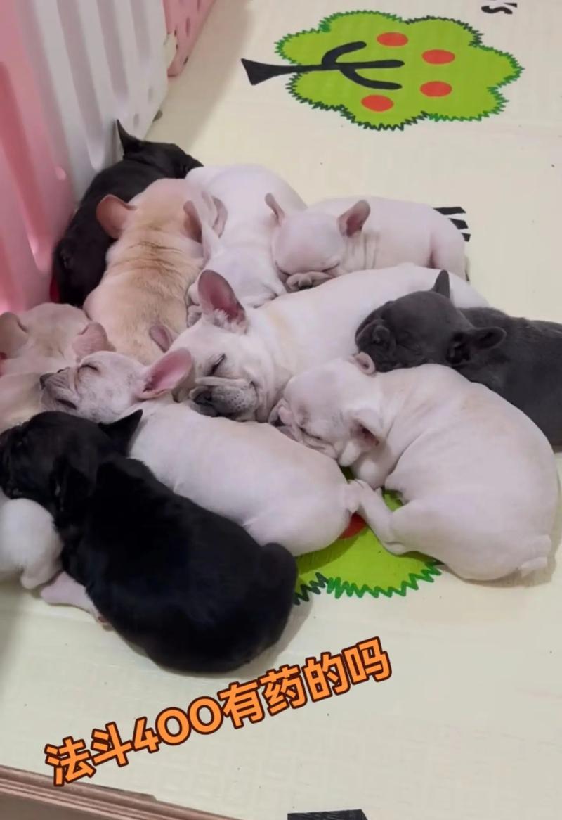 揭秘法斗价格的背后秘密（探究法斗价格高昂的原因及相关因素）