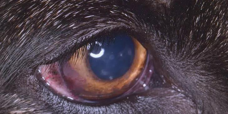 猫狗洋葱中毒（了解猫狗洋葱中毒的症状和处理方法）