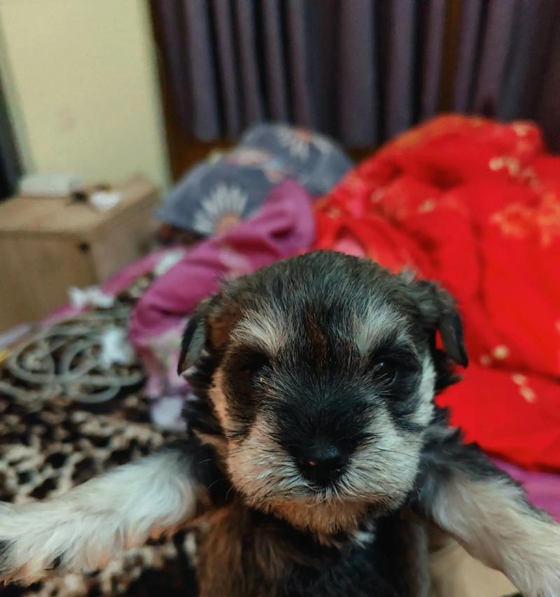 雪纳瑞成犬的疫苗接种时间与注意事项（了解雪纳瑞成犬的疫苗接种时间表及注意事项，为宠物健康保驾护航）