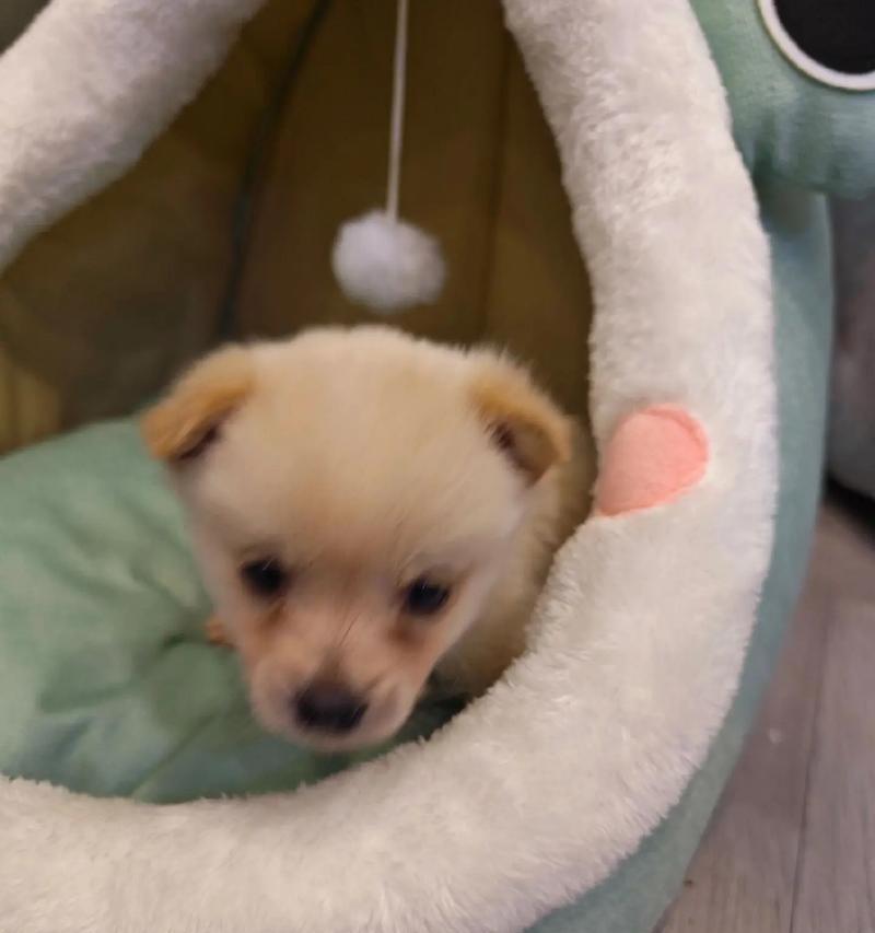 银狐犬的寿命有多久？（探寻银狐犬的长寿之道）