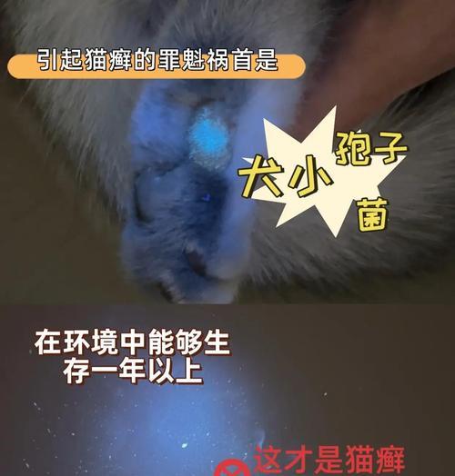 以猫小孢子菌多久能治好？（揭秘猫小孢子菌的治疗时长及关键因素）