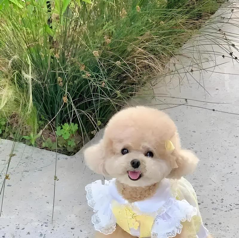 贵宾犬的合理饮食习惯（了解贵宾犬的饮食需求，科学喂养你的狗狗）