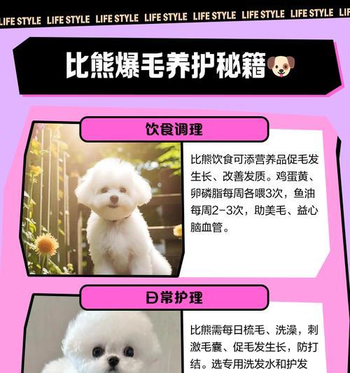 比熊胎毛黄会多久变白？（探讨比熊胎毛黄转白的时间和原因）
