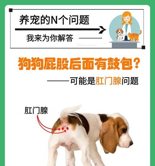 狗狗肛门腺挤挤需注意的时间（正确掌握狗狗肛门腺挤挤的时间，避免不必要的困扰）